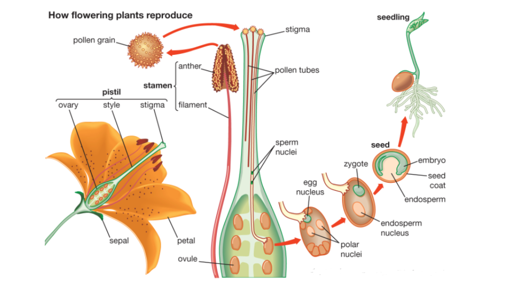 how do flowering plants reproduce?